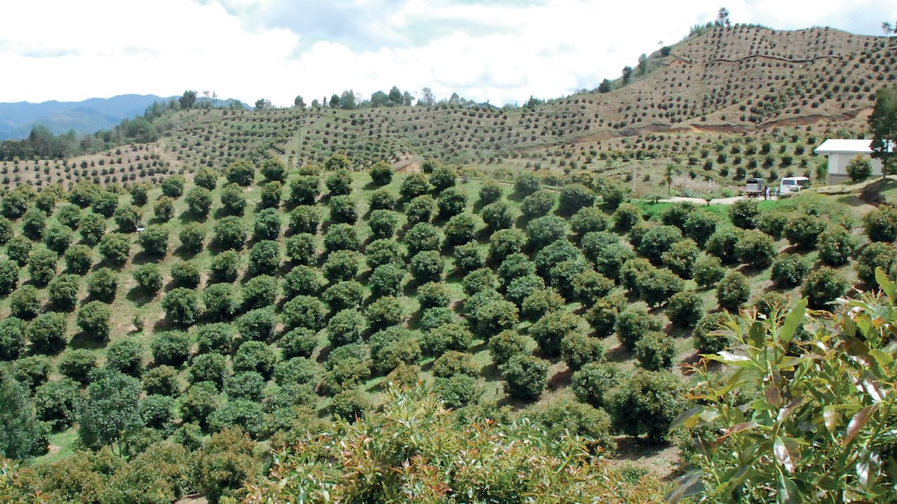 Cultivo de aguacate hass en Colombia