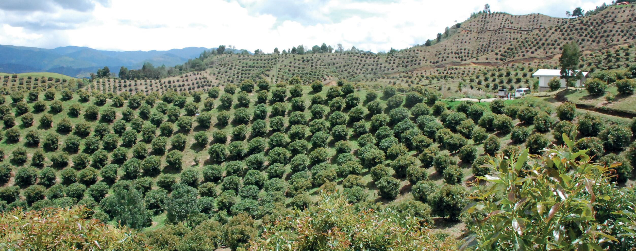 Cultivo de aguacate hass en Colombia