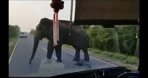 Imagen tomada de @ParveenKaswan - Twitter