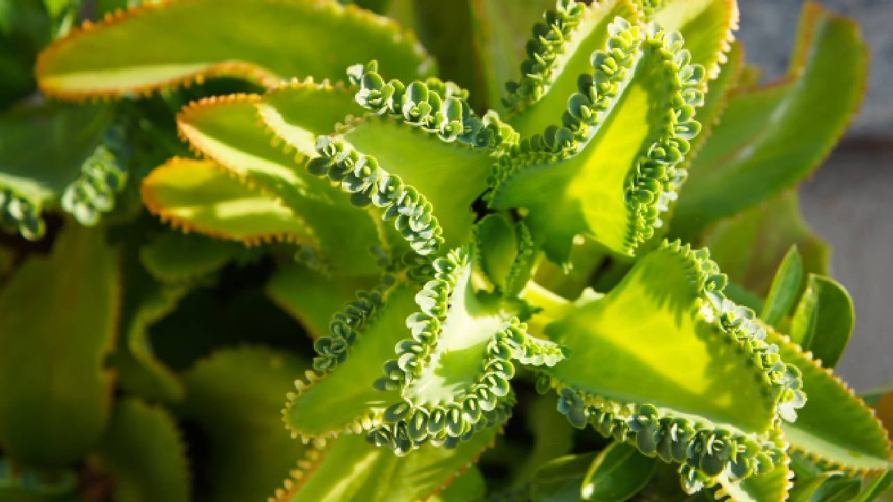 El aranto, también conocido como espinazo del diablo, ofrece beneficios al organismo, pero debe ser consumido con precaución y sin excesos. Foto: Getty Images.