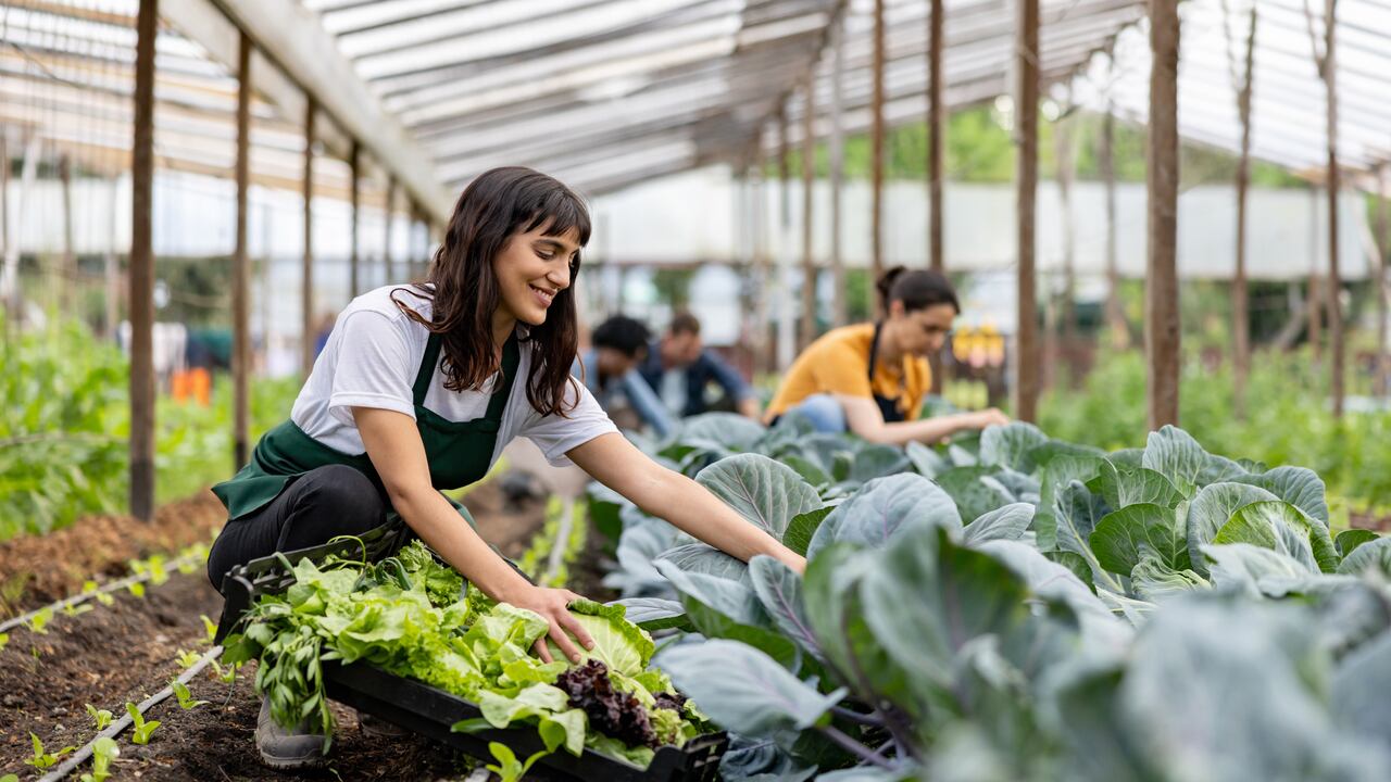 Microempresa de cultivo de lechuga orgánica.