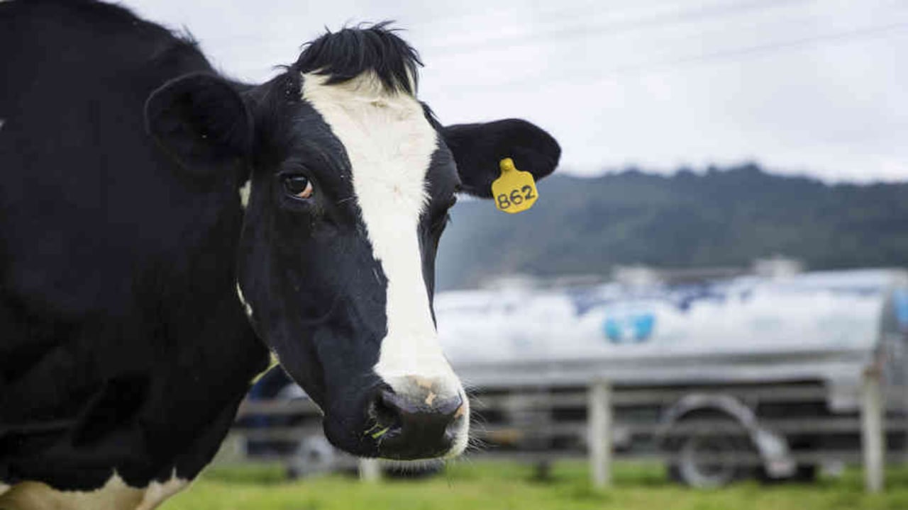 Gracias a los programas de capacitación, 2.400 ganaderos en Nariño, la mayoría indígenas, han mejorado sus indicadores de competitividad.