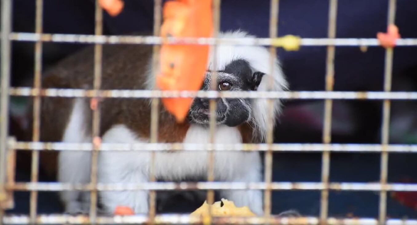 Monos titíes recuperados en Caldas