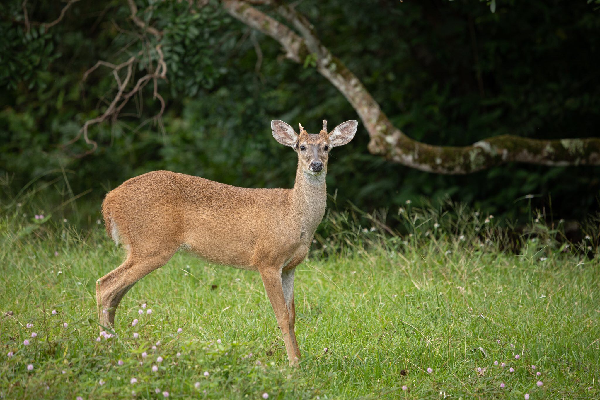 Serranía de Manacacías, ubicada en el municipio de San Martín de los Llanos, en el corazón del departamento del Meta.