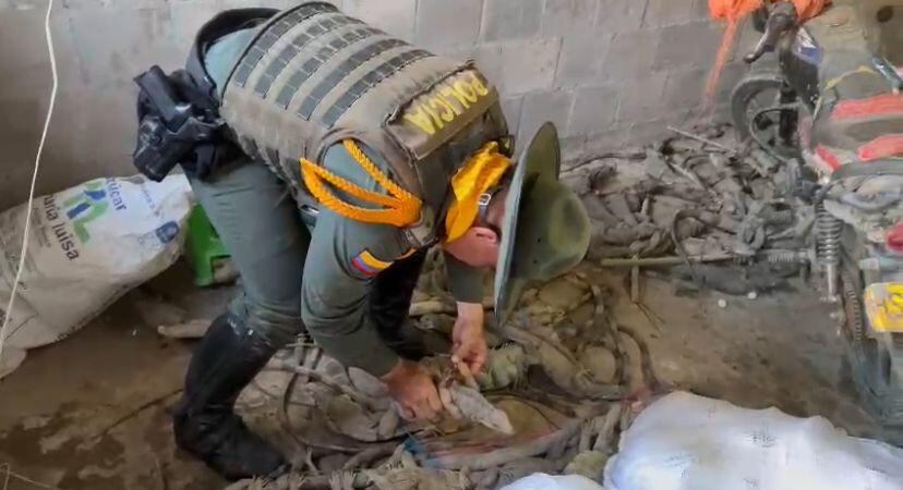 Animales silvestrtes que pensaban vender en cuaresma como alimento