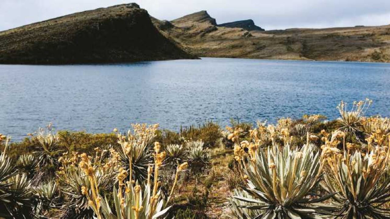 Desde hace más de un año, el puesto de control del Ejército ya no domina la entrada del Sumapaz. Aunque todavía hay militares en la zona, su actitud no es de alerta ante un ataque súbito, sino de custodia de un territorio retomado por el Estado. La consolidación de esta tranquilidad, que se vive desde el cese al fuego unilateral de las Farc, permitirá a los habitantes del centro del país conocer el ecosistema que les provee el agua que consumen. Pero sobre todo, con la paz el páramo más grande del mundo dejará de estar vetado para los visitantes.