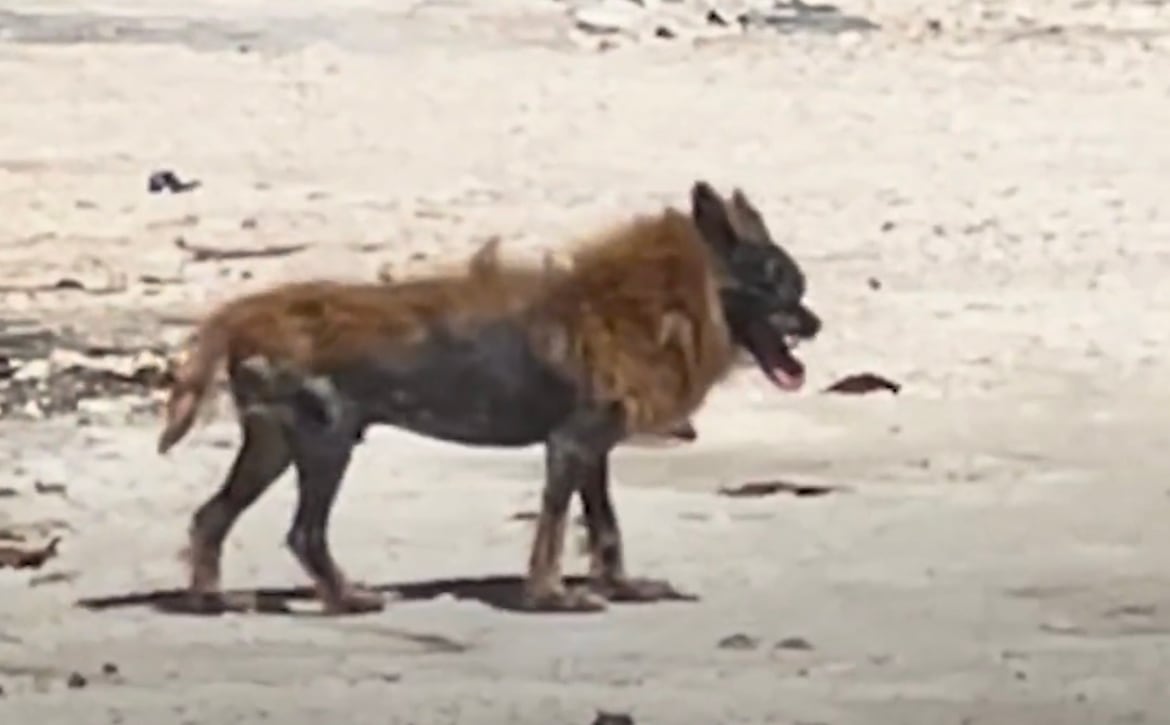 Perro rescatado. Foto: Captura de pantalla Twitter  @dodo