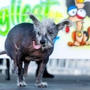 El crestado chino de 7 años ganó los máximos honores. (Foto AP/Noah Berger)