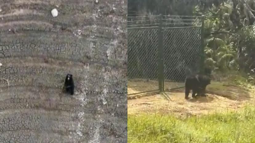 Oso andino en el embalse de Chuza.