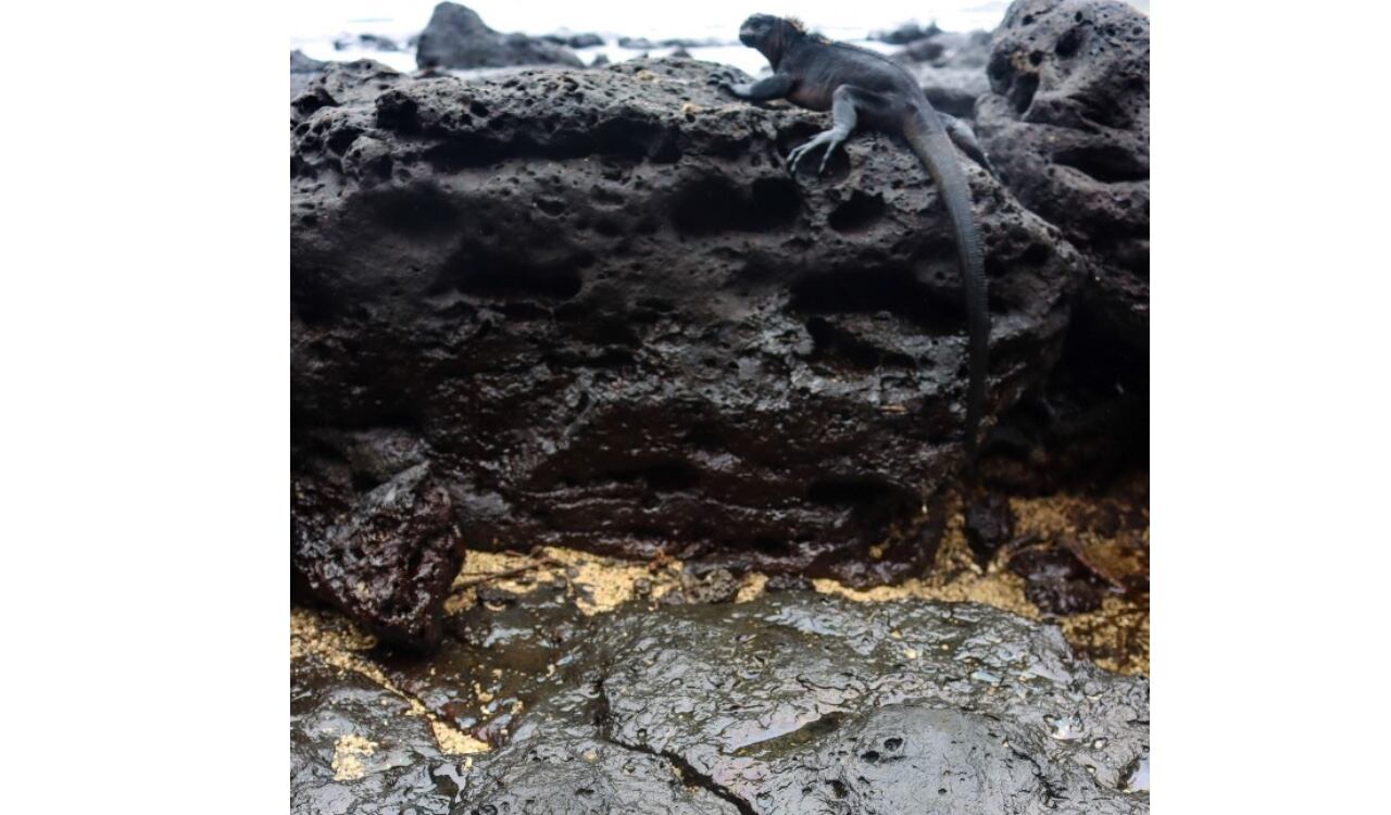 Así lucían algunas orillas del mar de las Islas Galápagos