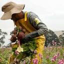 Campesinos recogiendo cosecha de remolacha