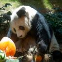 An An celebrando su 29 cumpleaños en el Ocean Park de Hong Kong el 28 de julio de 2015.
