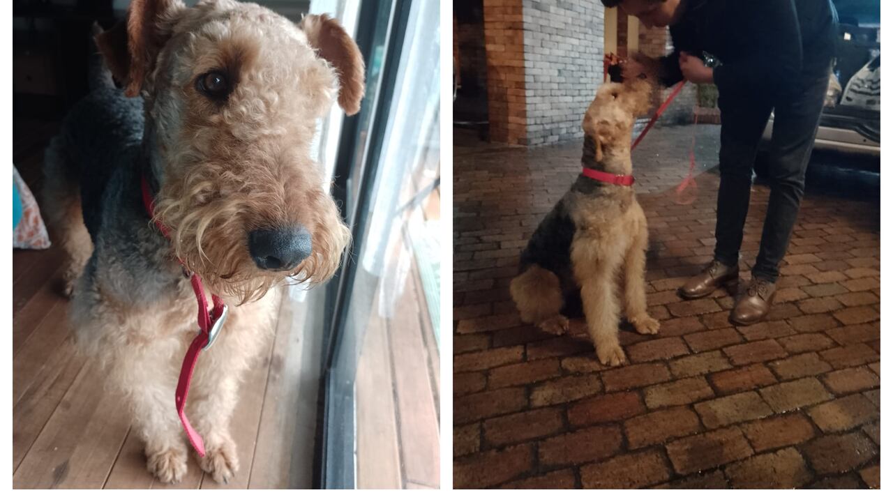 Gluck vuelve a casa: la historia de una familia que recuperó a su mascota