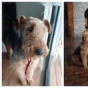 Gluck vuelve a casa: la historia de una familia que recuperó a su mascota