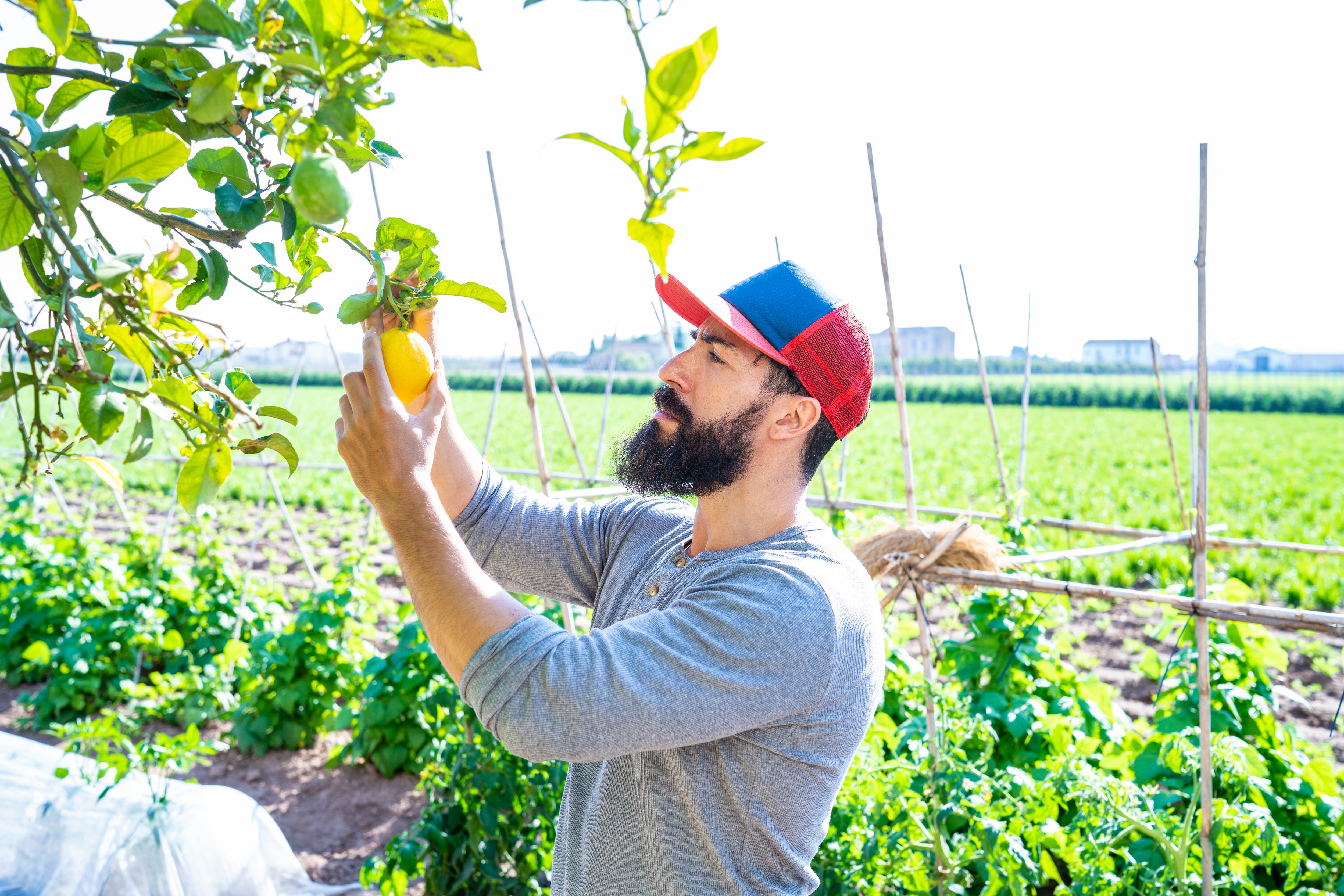 Hay que tener cuidado con la siembra del árbol para que permanezca florecido por más tiempo