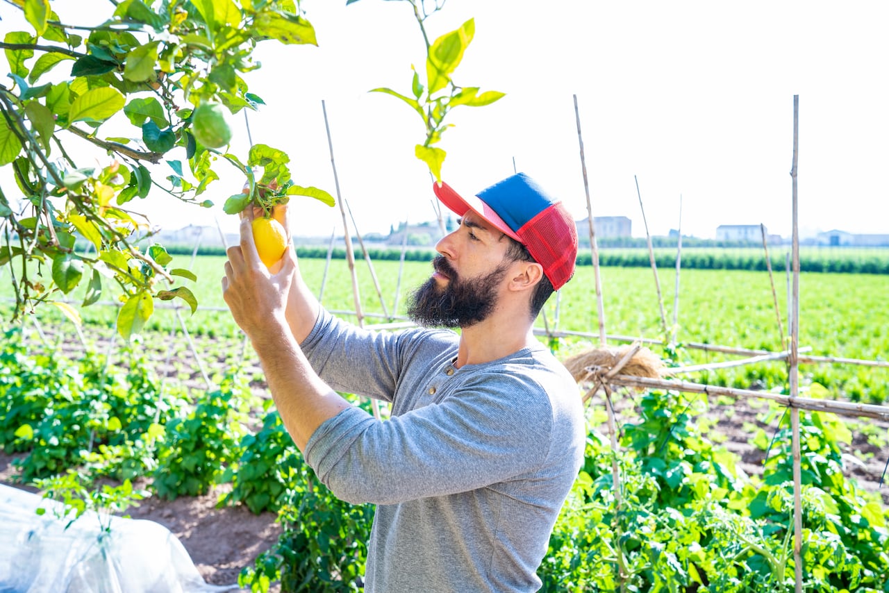 Hay que tener cuidado con la siembra del árbol para que permanezca florecido por más tiempo