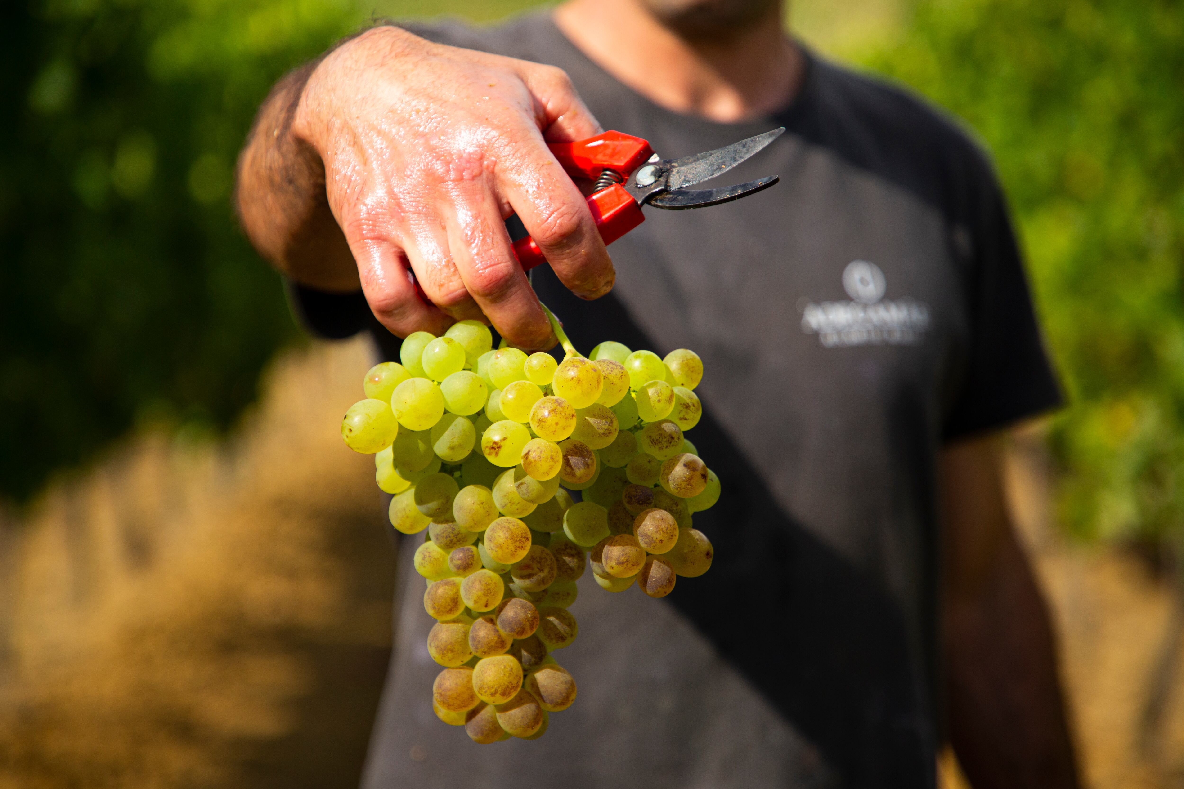 Cosecha de uvas de la viña AdegaMãe en Portugal.