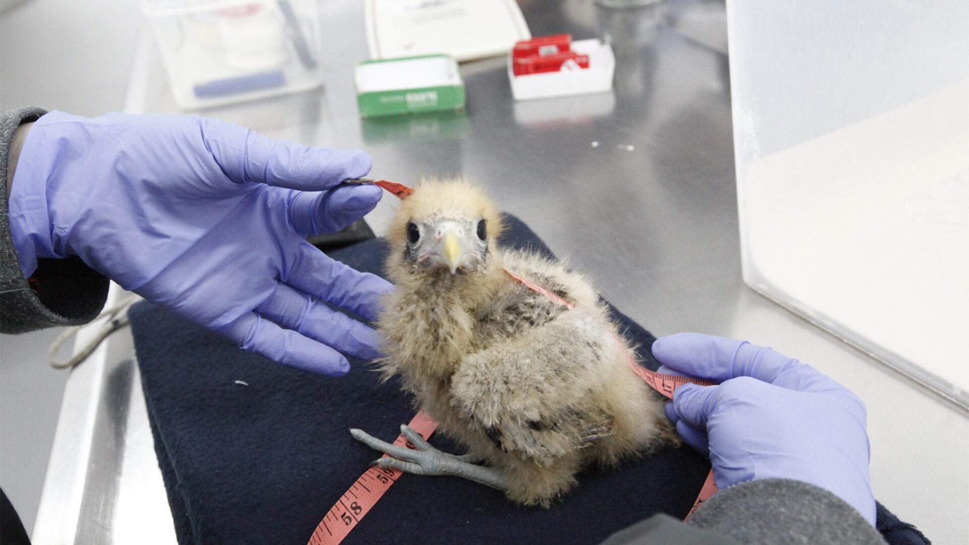 El Centro de Atención y Valoración de la Fauna Silvestre (CAV) fue creado en 2006 y desde allí opera la red de atención de fauna silvestre.