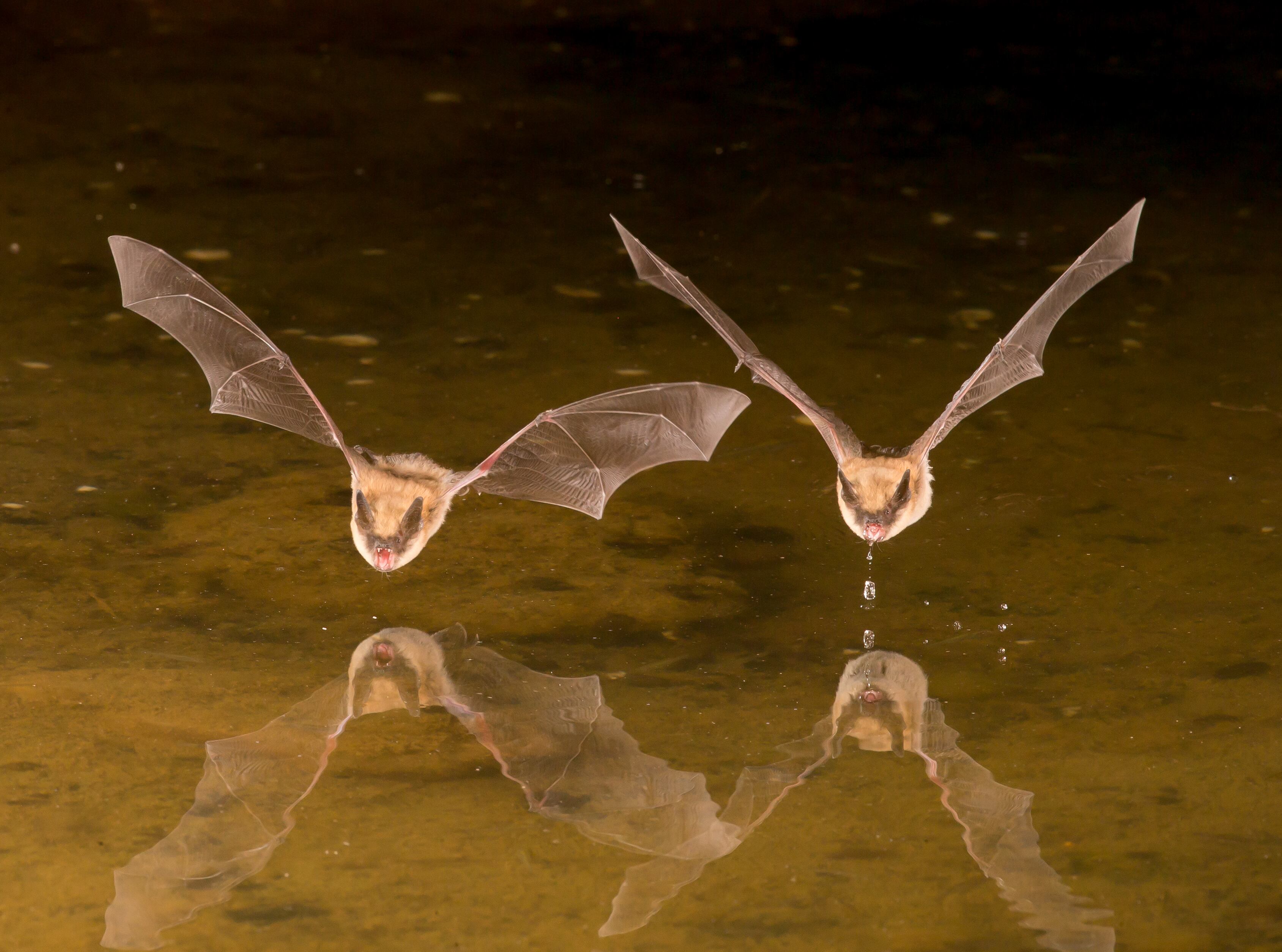 Los murciélagos son los grandes conquistadores de la nocturnidad.