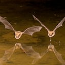 Los murciélagos son los grandes conquistadores de la nocturnidad.