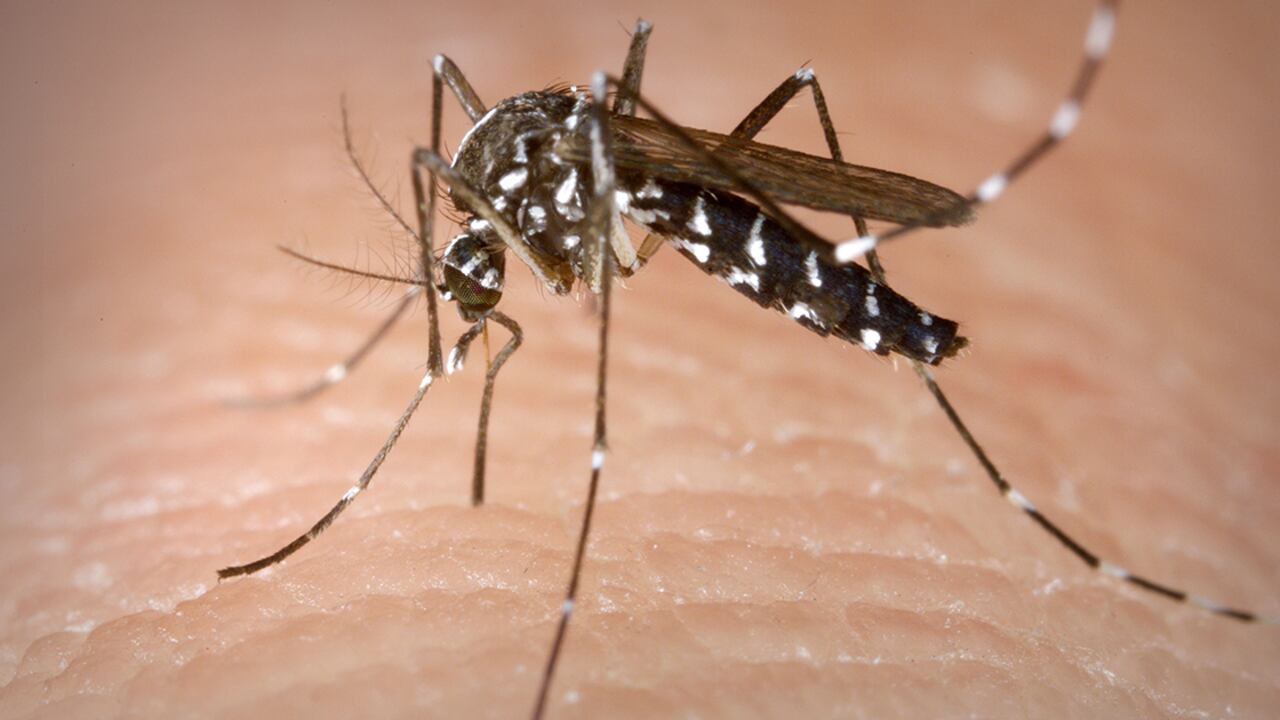 El mosquito Aedes albopictus, uno de los que transmite el virus del chikungunya.