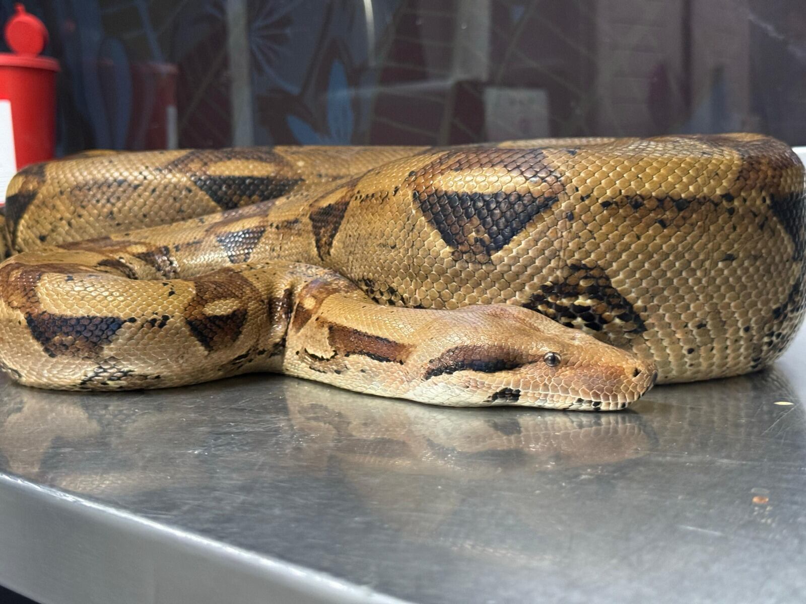 Boa constrictor recuperada en La Loma de los Bernal, en el occidente de Medellín.