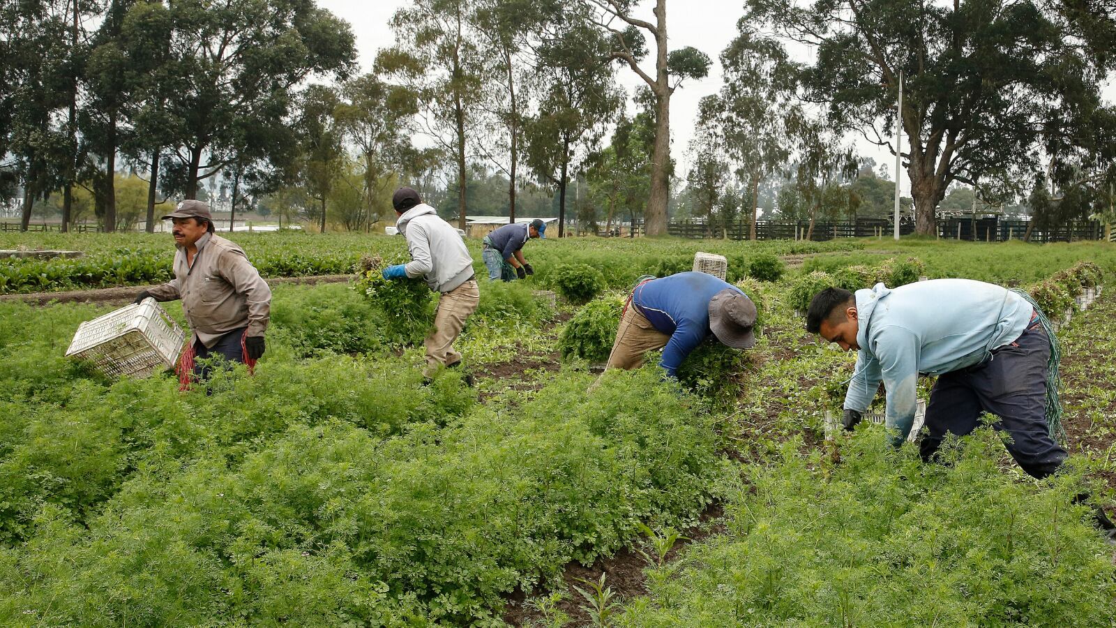 A pesar de que el agro colombiano venía apostándole al empleo, en septiembre cayó. 