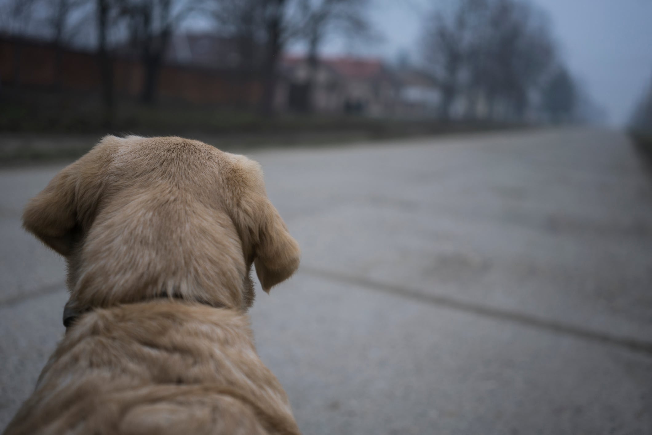 Un perro mestizo de cerca de un año fue abandonado con una grave herida en el cuello cerca de un cementerio. (Imagen de referencia)