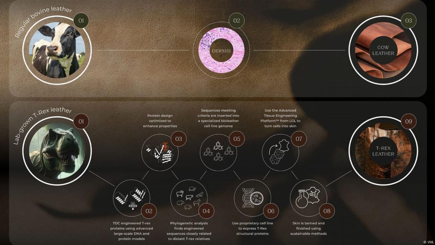 Científicos trabajan en un cuero libre de animales, cultivado con células del T. rex, para sustituir el tradicional.