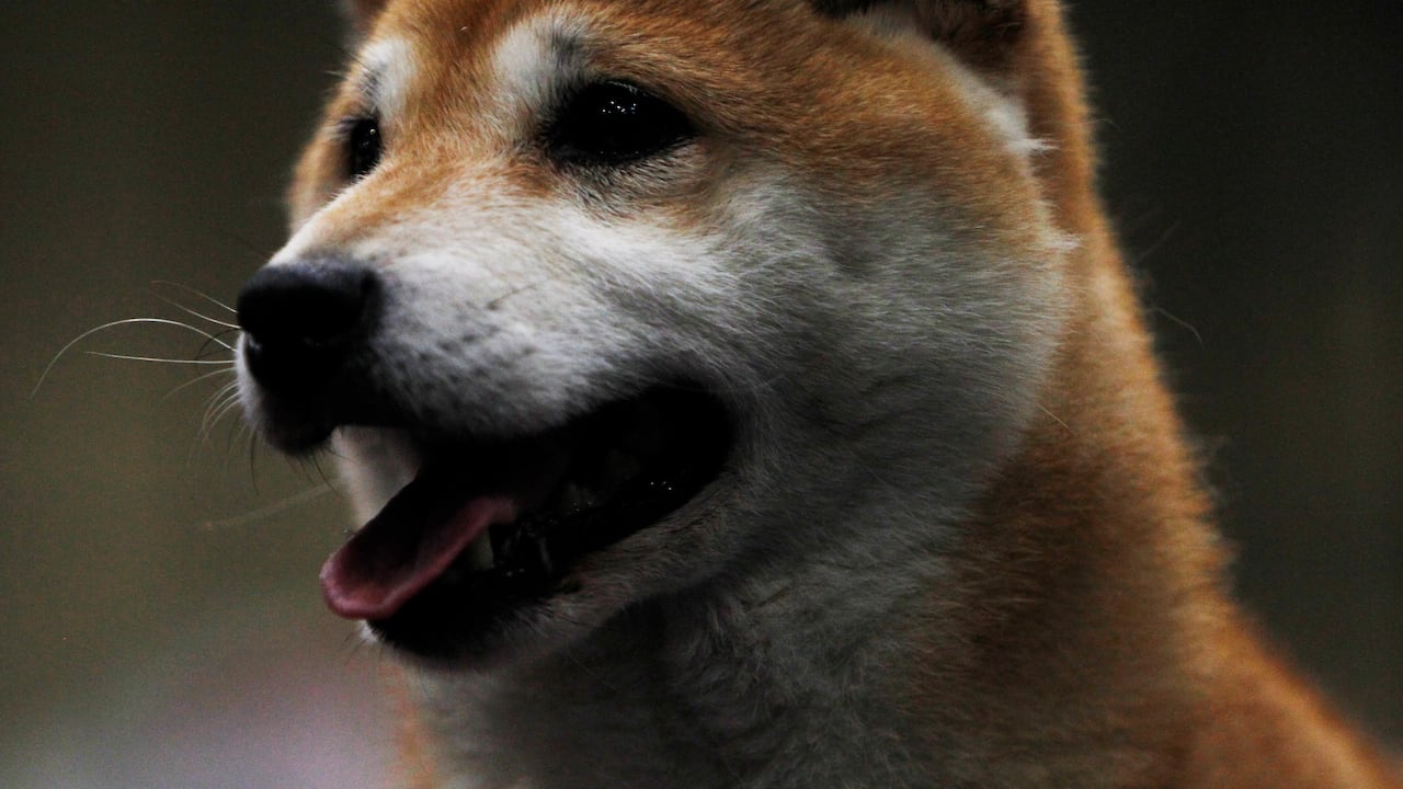 No todos los perros tienen la misma esperanza de vida