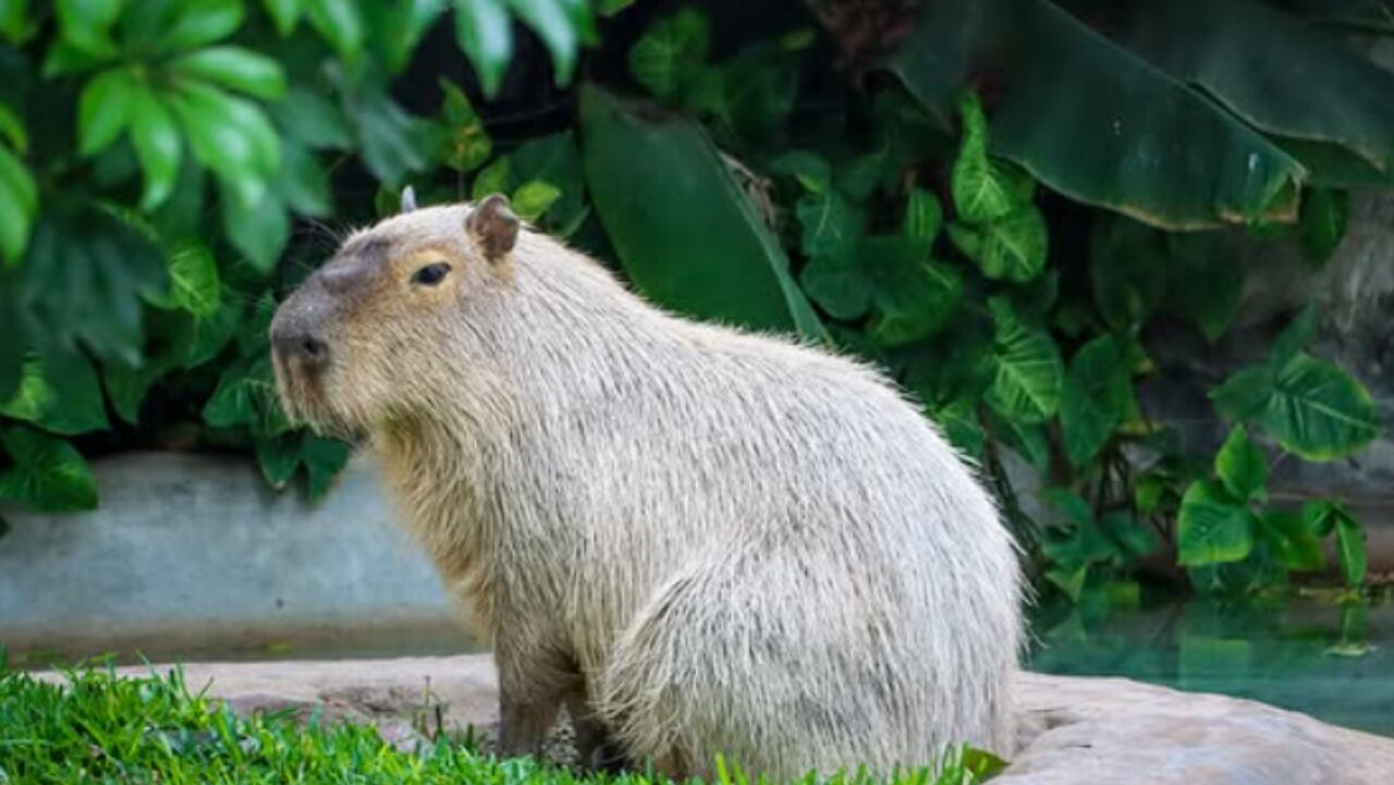 Tendrá la oportunidad de conocer especies como el capibara y cómo es su hábitat natural