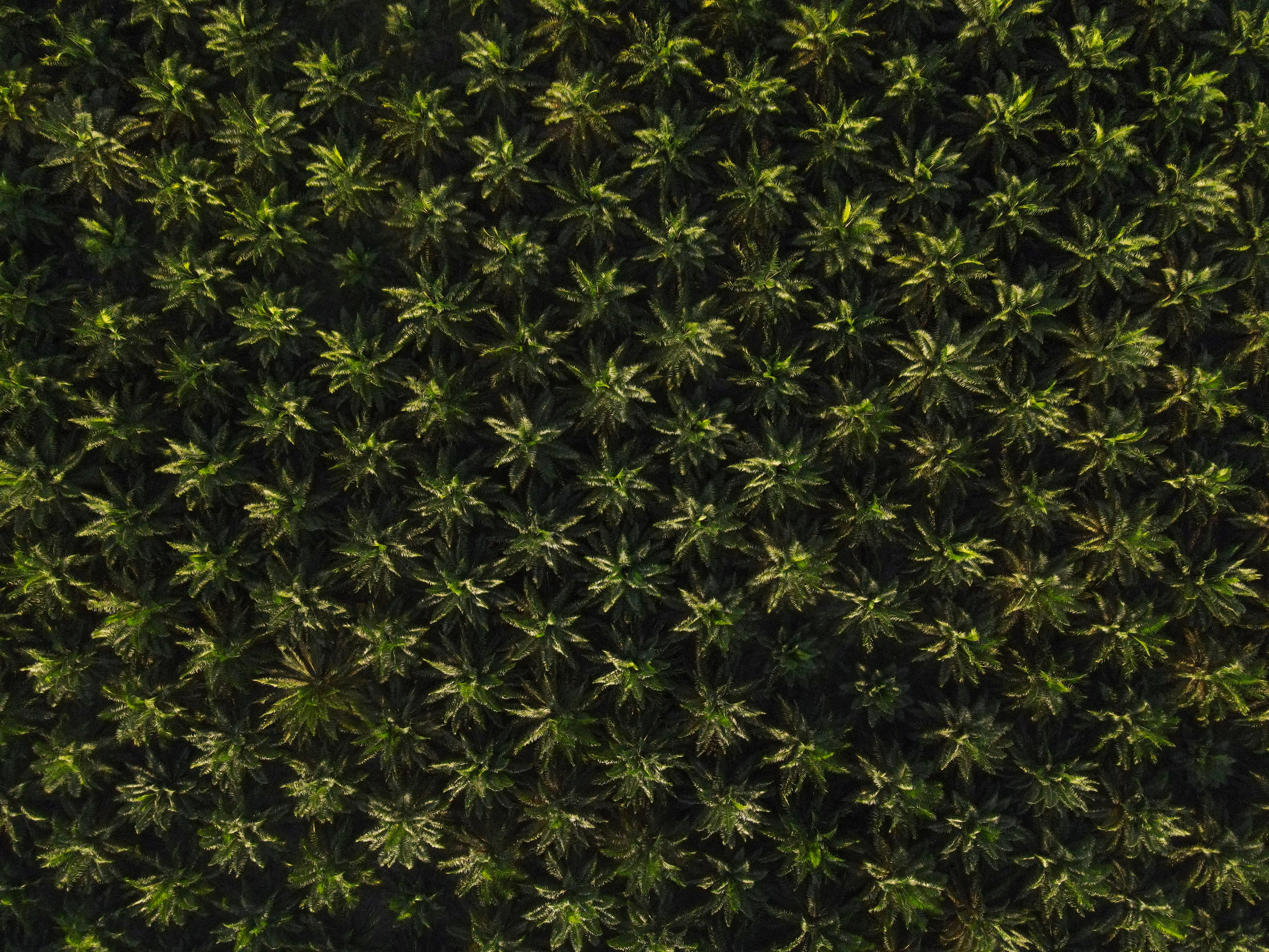 Cultivo de aceite de Palma en Norte de Santander.