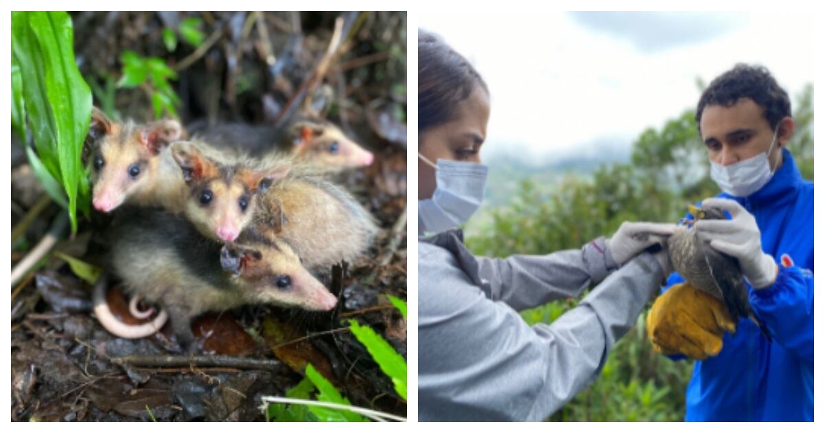 Liberación de zarigüeyas en Antioquia