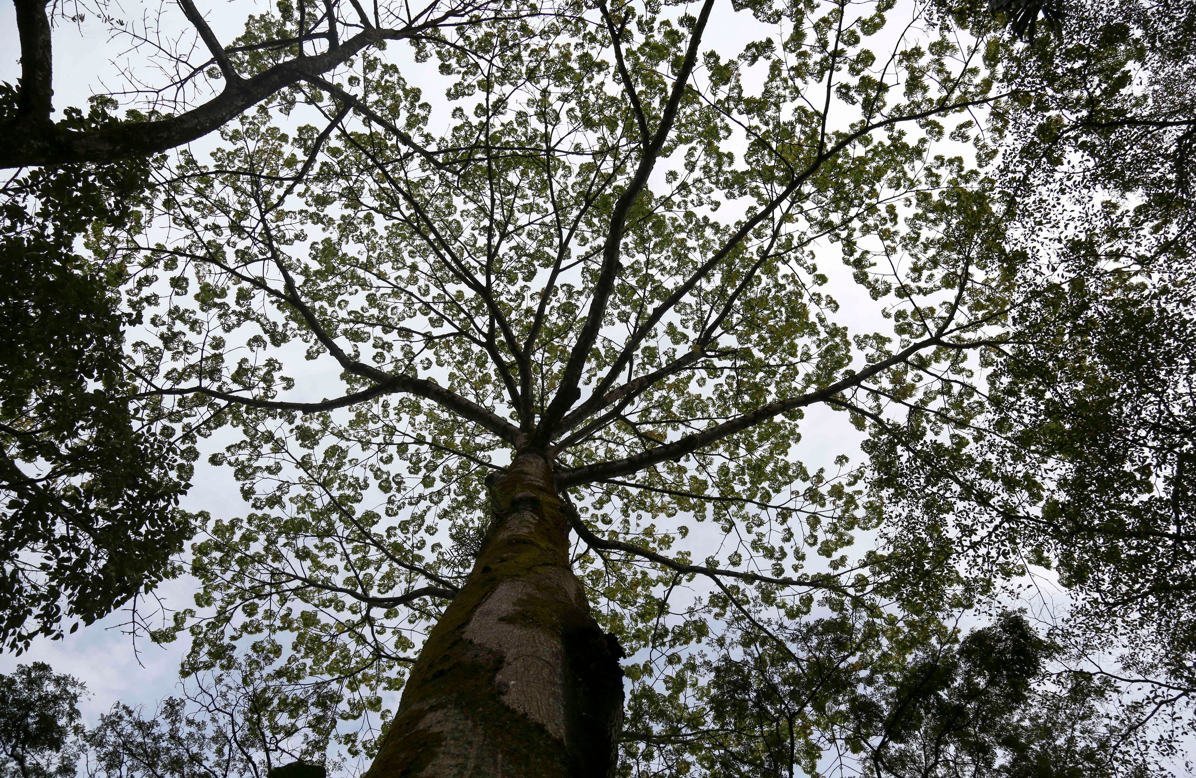 El samán o árbol de la lluvia es uno de los árboles típicos de la vegetación de este departamento. Puede alcanzar los 50 metros de altura y su tronco, los 3 metros de diámetro.  Foto: Esteban Vega La-Rotta.