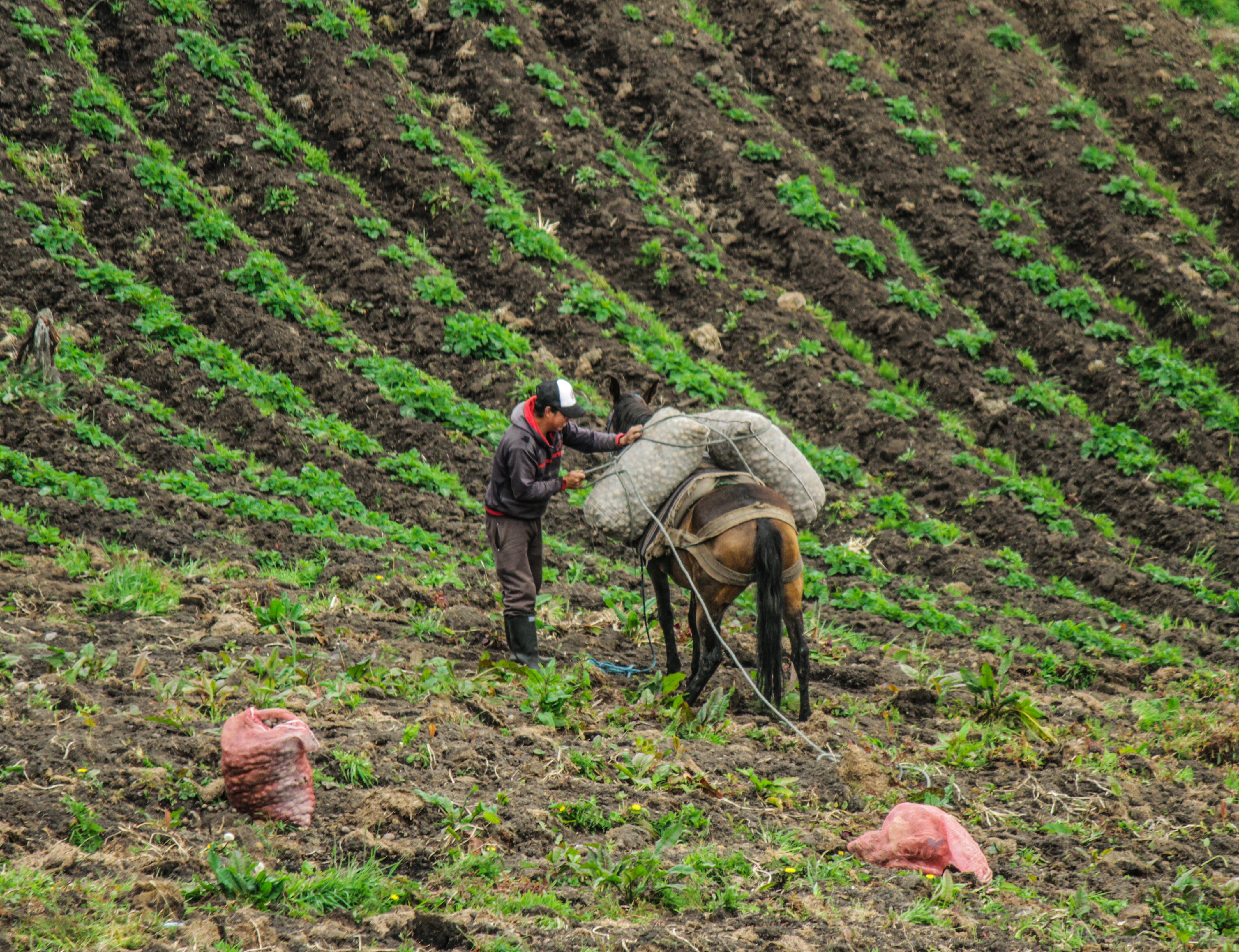 Entre los municipios paperos están Boyacá, Nariño y Tunja.