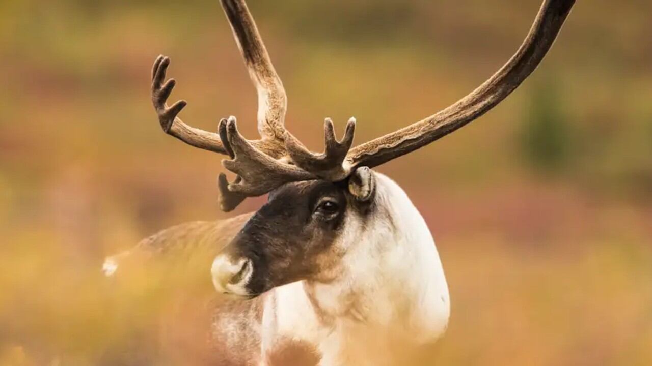 Los renos hembra roen las astas dejadas por otros ejemplares para tener un suplemento nutricional posparto.