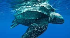 La especie hallada vivió hace 125 millones de años (imagen de referencia).