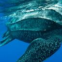 La especie hallada vivió hace 125 millones de años (imagen de referencia).