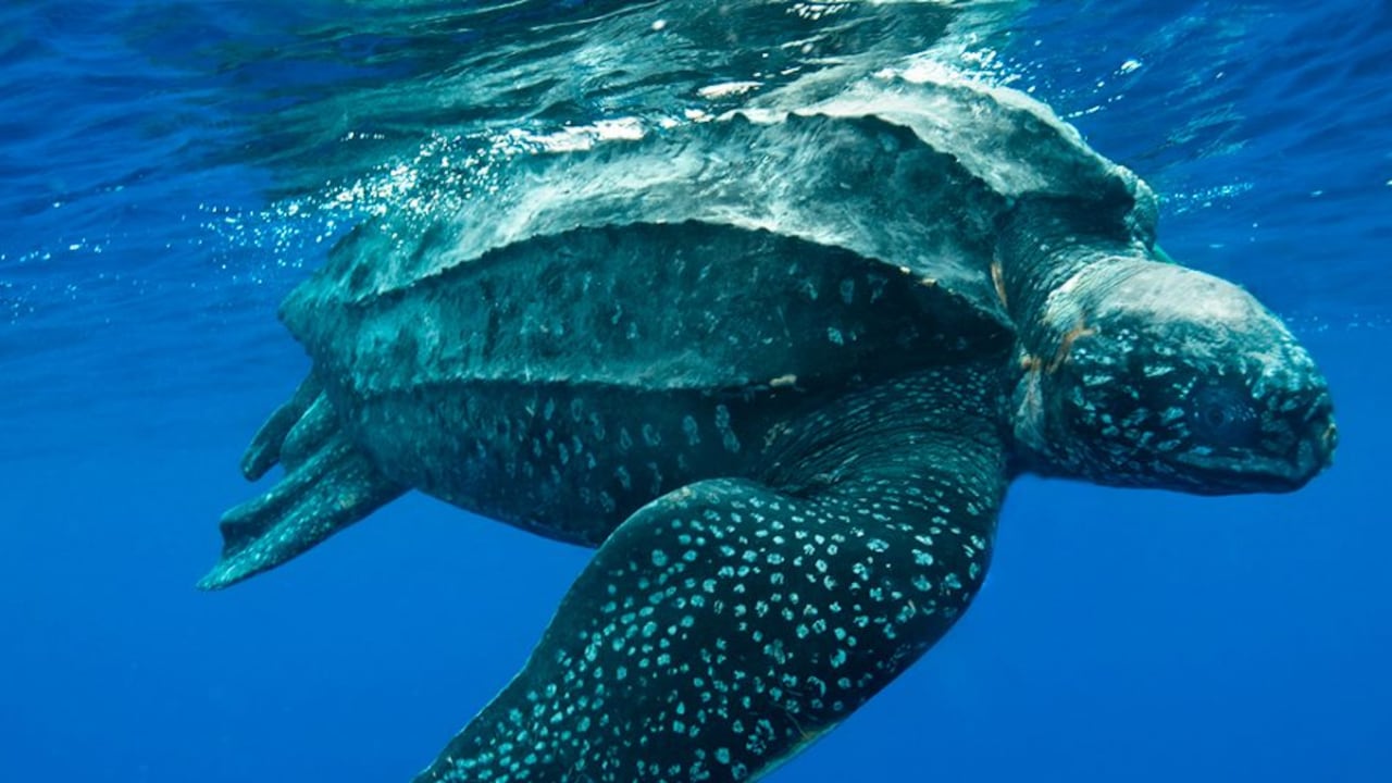 La especie hallada vivió hace 125 millones de años (imagen de referencia).