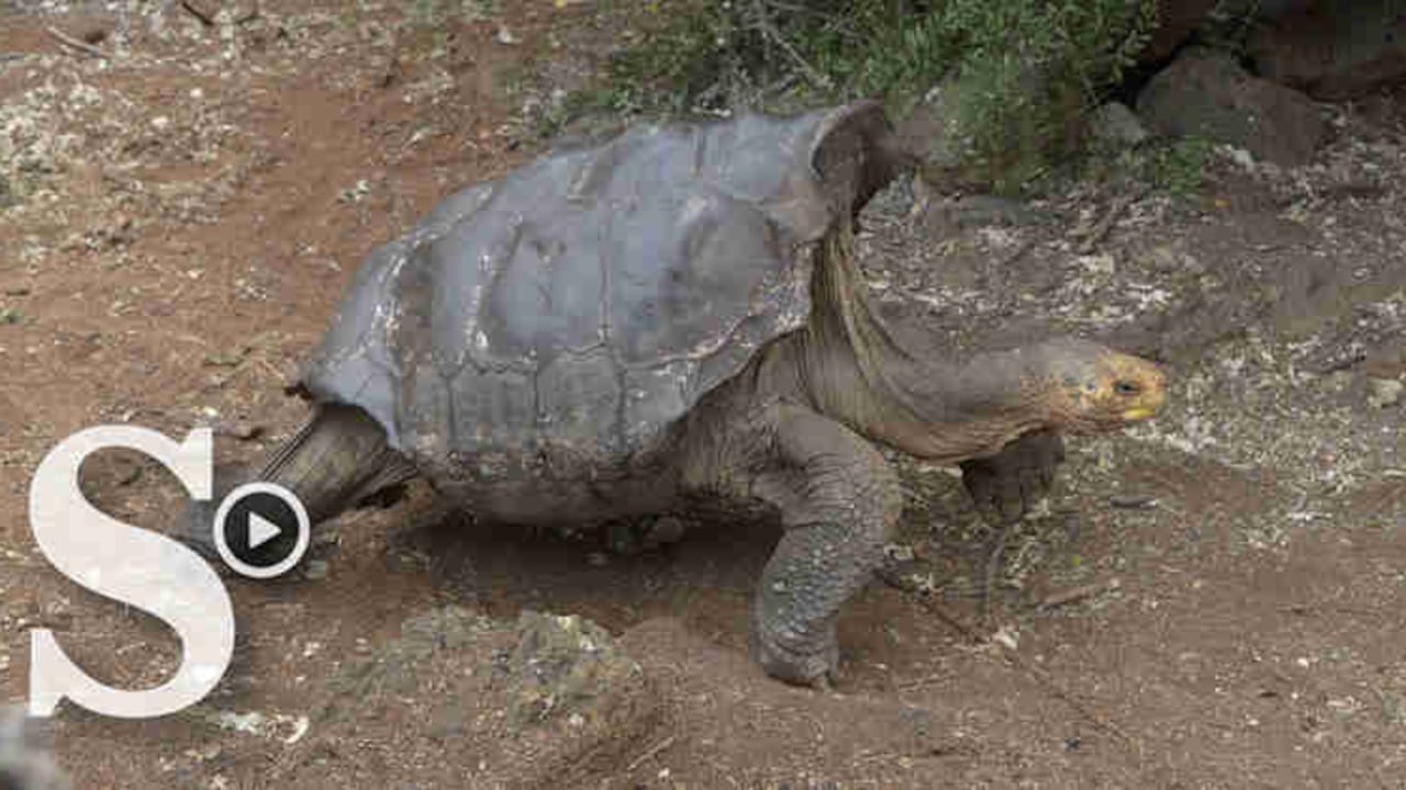 Cuando comenzó el programa, a mediados de la década de 1960, sólo quedaban 15 representantes de la especie en el mundo.