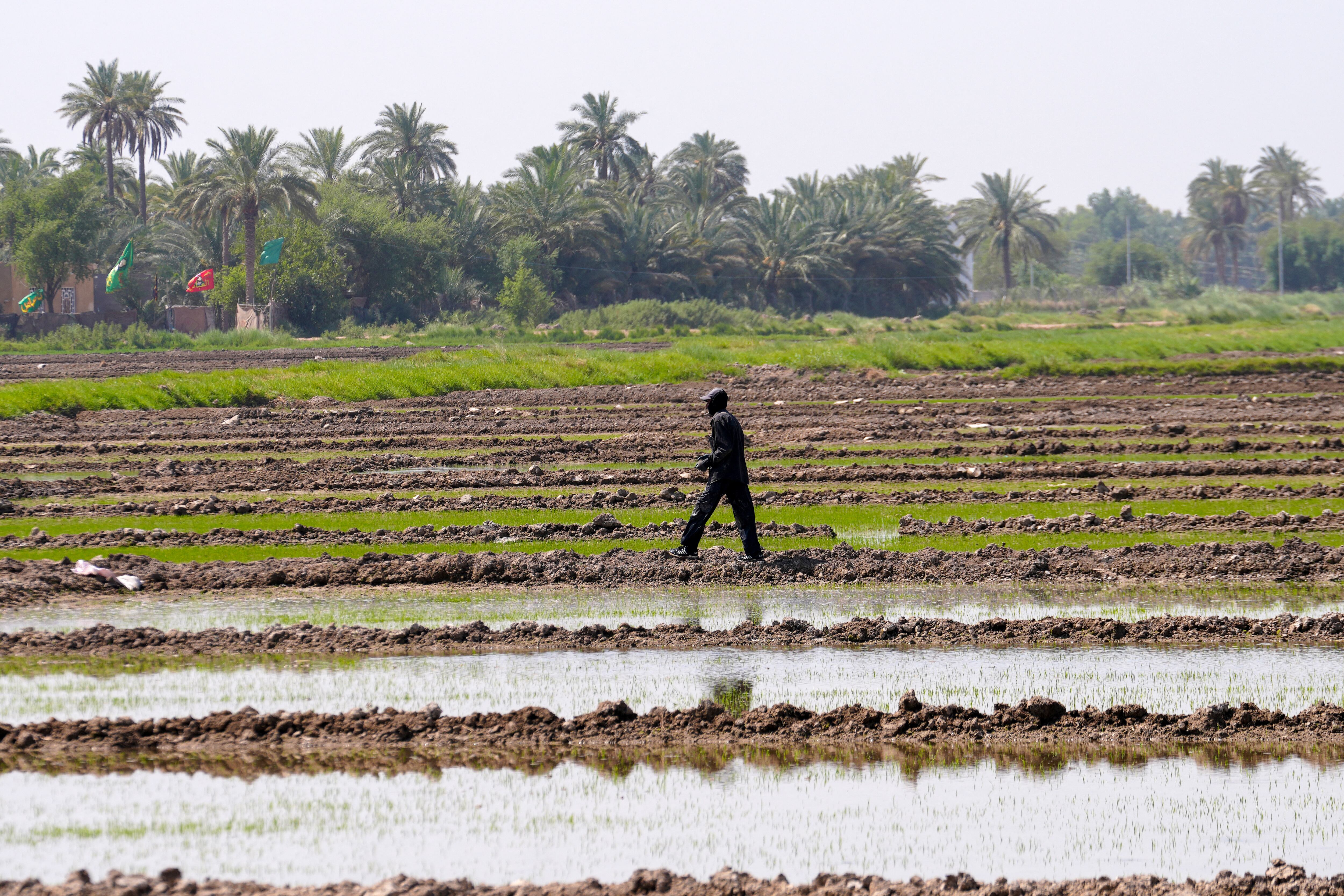 Inundar los campos de arroz es un método que se ha utilizado tradicionalmente para el cultivo de este grano.