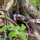 Cangrejo negro hallado en Providencia luego del paso del huracán Iota.