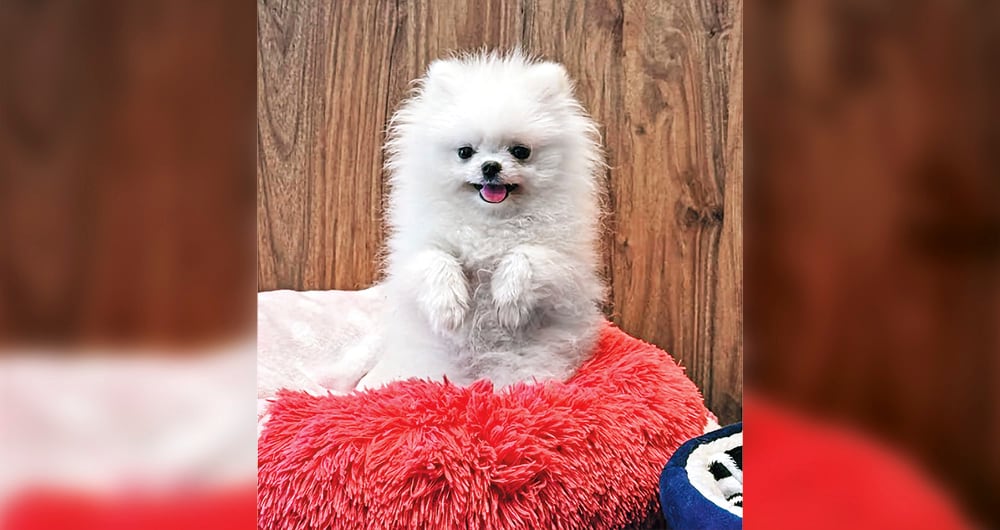 Mua, la perrita que murió en una veterinaria de Medellín.