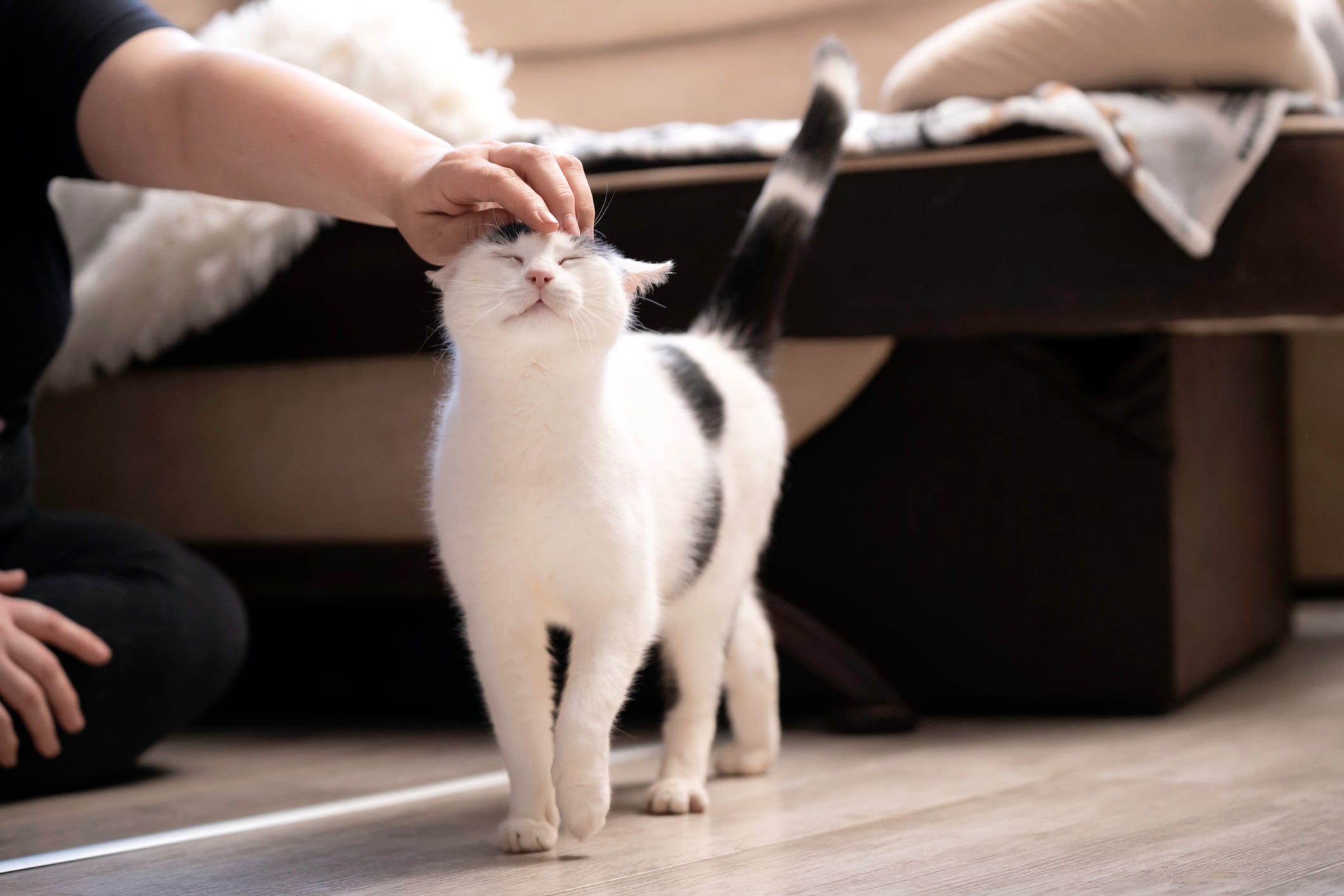 Gatos