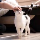 Gatos