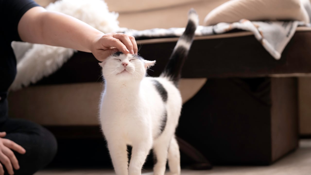 Los gatos suelen ronronear cuando los acarician.
