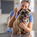 En total serán 26 los puntos de vacunación dispuestos por la Secretaría de Salud.