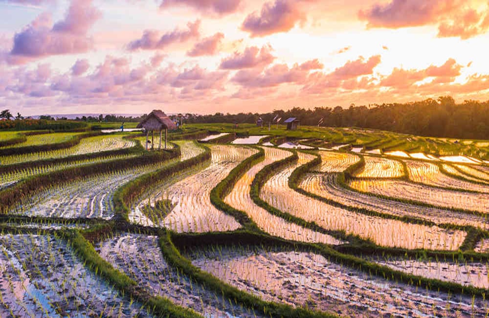 Indonesia es el tercer productor de arroz del mundo y uno de los siete países asiáticos entre los que se concentra el 80 por ciento de la producción y el consumo de este cereal. Foto: iStock.