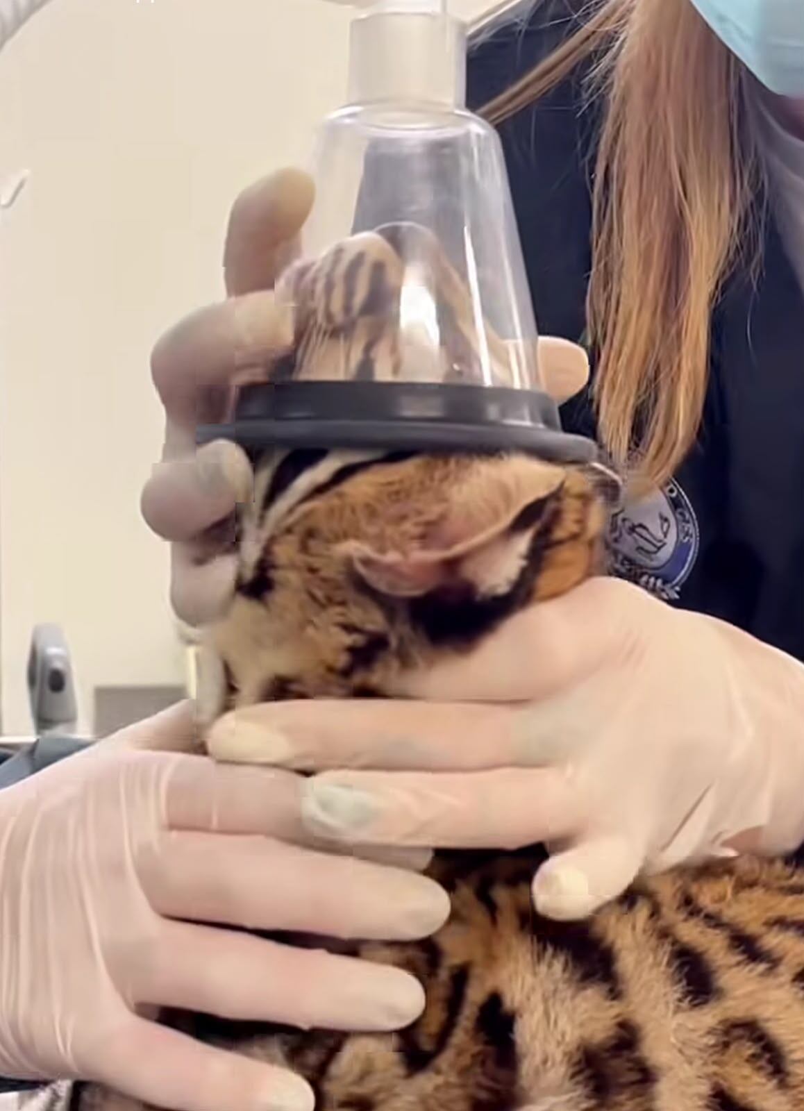 Ocelote rescatado en Sabaneta.