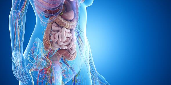 Estos organismos crean un microecosistema llamado microbioma, el cual juega un papel determinante en el cuerpo.
